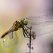 smiling dragonfly by aecasey