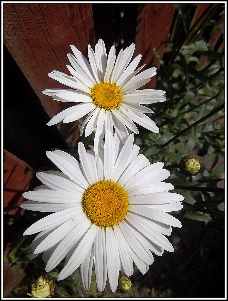 Daisy flowers. by grace55