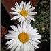 Daisy flowers. by grace55