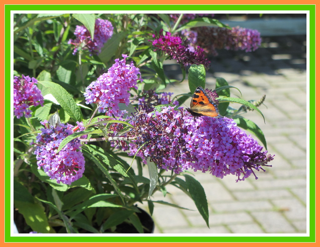 Butterfly on Buddelia plant. by grace55