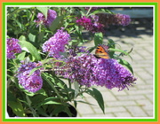 16th Jul 2016 - Butterfly on Buddelia plant.