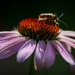 Coneflower courtship by berelaxed