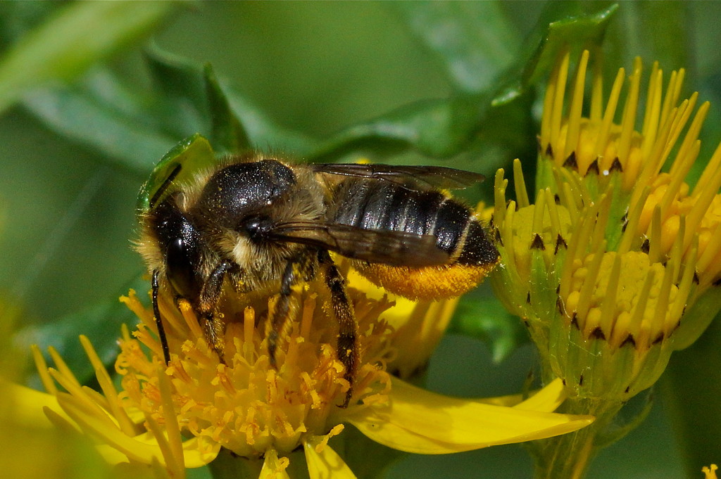 ANOTHER BEE WITH RAGWORT by markp