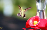 19th Jul 2016 - Hummingbird
