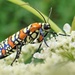 Ailanthus Webworm Moth by cjwhite