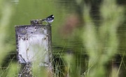 19th Jul 2016 - Pied wagtail