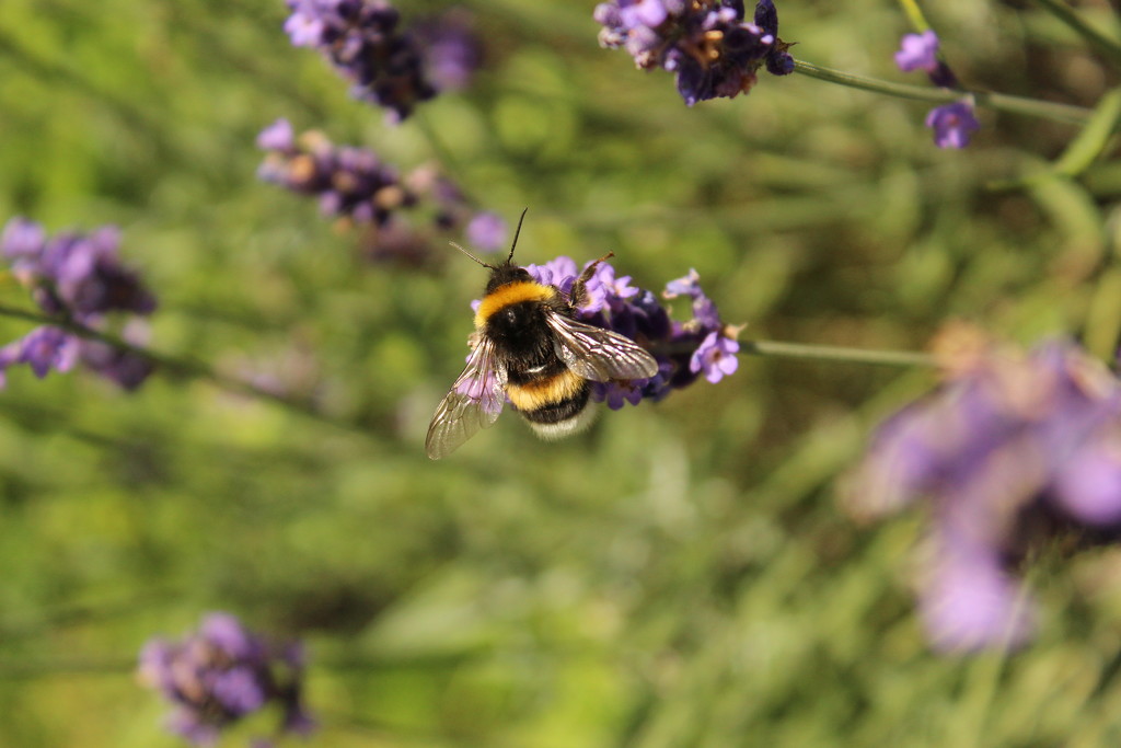 A bumble-bee on a lavender by lucien