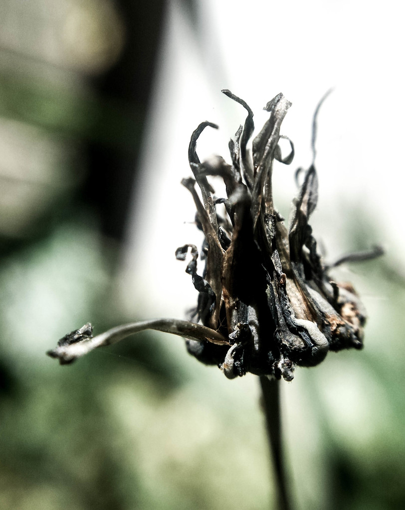 17/07/16 All dried up... by m2016