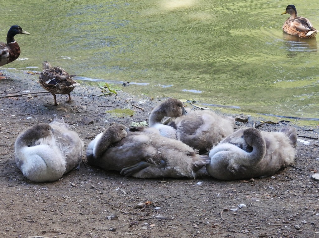 Four Sleeping Cygnets by oldjosh