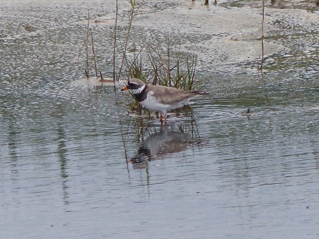  Ringed Plover by susiemc