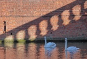 19th Jul 2016 - Two swans by the town bridge