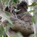 disturbed slumber by koalagardens
