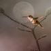 Hummingbird Dreams by taffy