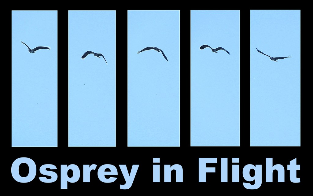 Osprey in Flight! by homeschoolmom