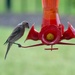Hummingbird....? by kdrinkie