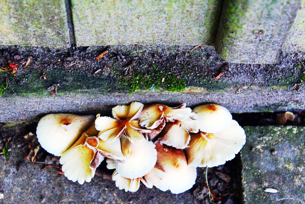 Fungus by the garden shed by jeff