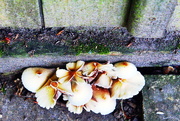 19th Jul 2016 - Fungus by the garden shed