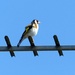 Goldfinch by g3xbm