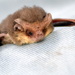 Cute little BAT by dianeburns