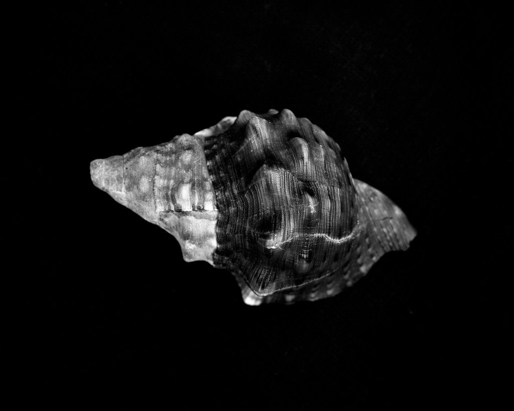 Silent shell by peterdegraaff