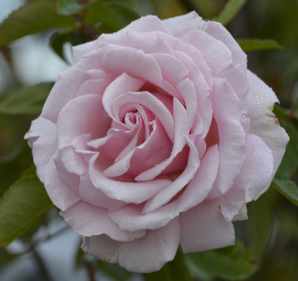 The Last Rose....._DSC8085 by merrelyn