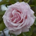 The Last Rose....._DSC8085 by merrelyn