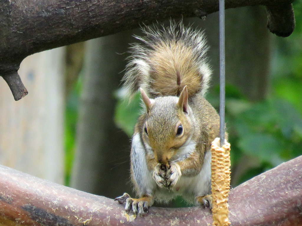 Snacking Squirrel by seattlite