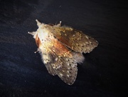 20th Jul 2016 - Moths of Brittany 2 Lobster moth
