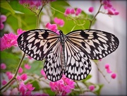 20th Jul 2016 - Butterfly