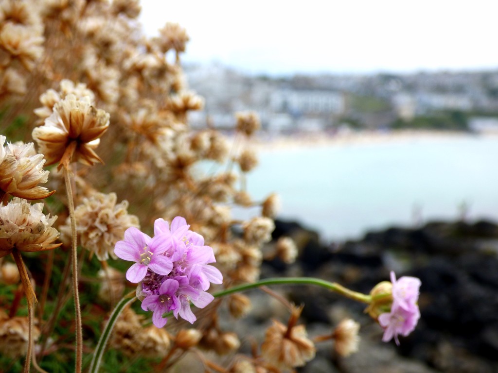 Sea Pinks on the cliffs (Armeria maritima) by julienne1