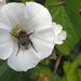 Bee by philhendry