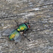 Greenbottle Fly by philhendry