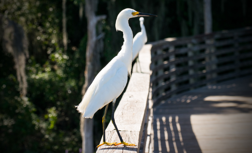 Snowy Egret in My Face! by rickster549