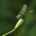 Dozing Dragonfly by orchid99