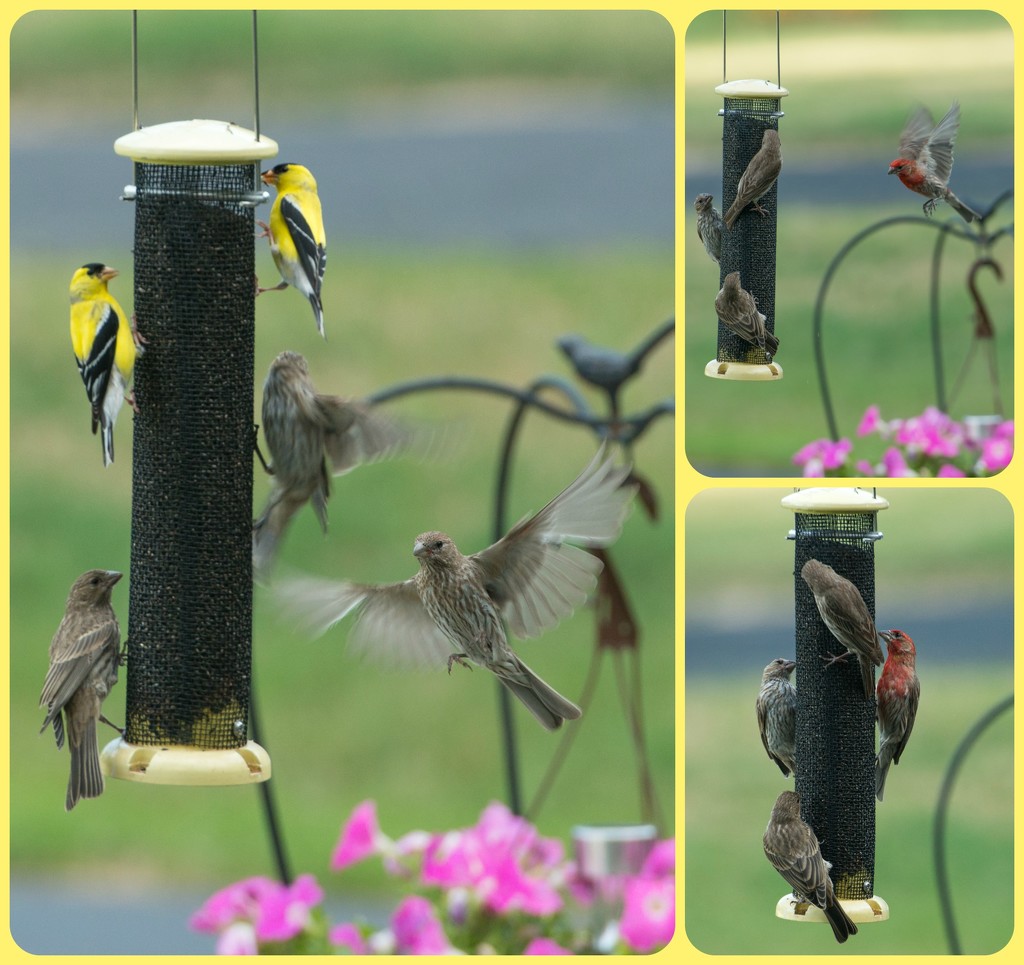Busy finch feeder this morning by dridsdale