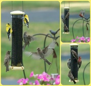 20th Jul 2016 - Busy finch feeder this morning