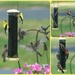 Busy finch feeder this morning by dridsdale