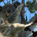 carefree by koalagardens