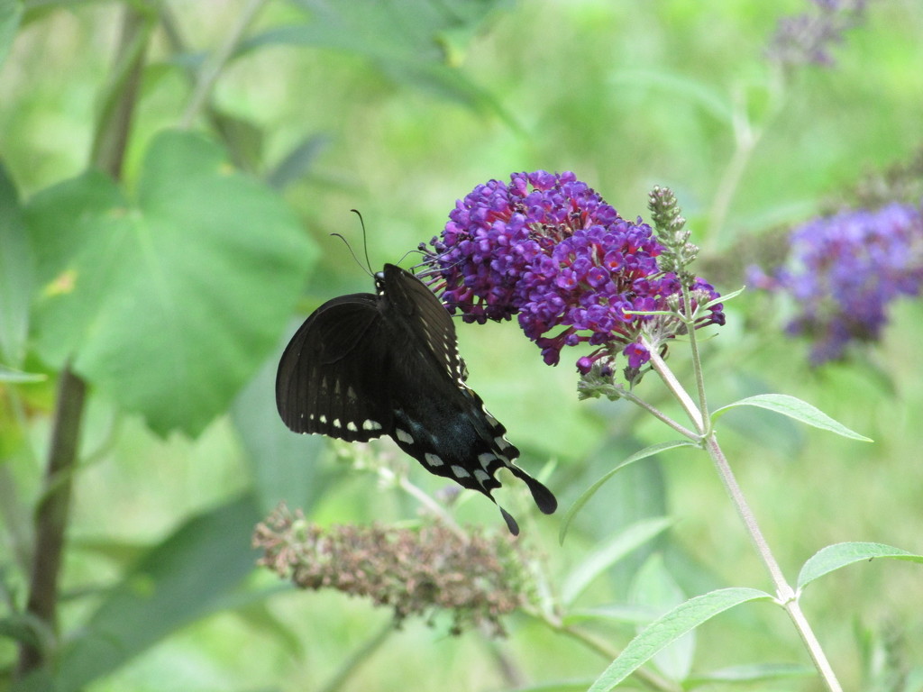 Butterfly and Butterfly Bush by tunia