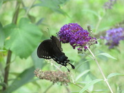 20th Jul 2016 - Butterfly and Butterfly Bush