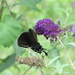Butterfly and Butterfly Bush by tunia