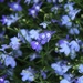 Blue-tiful by daffodill