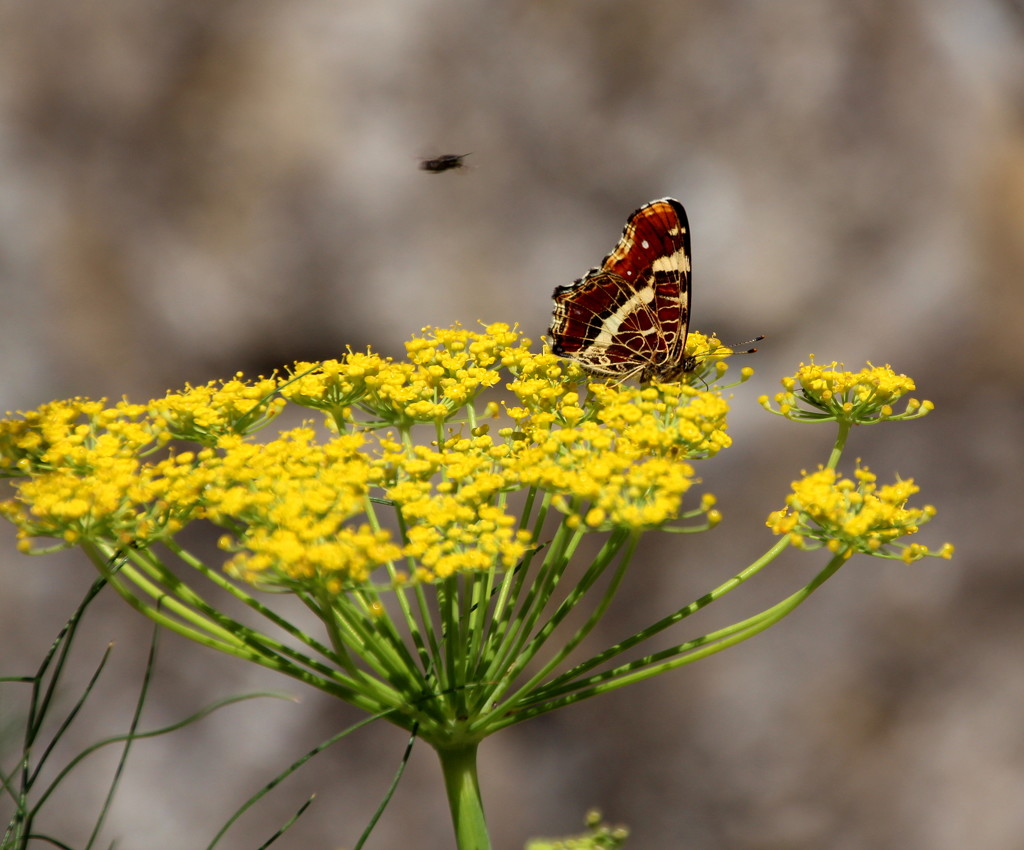 Butterfly on fennel by busylady