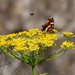 Butterfly on fennel by busylady