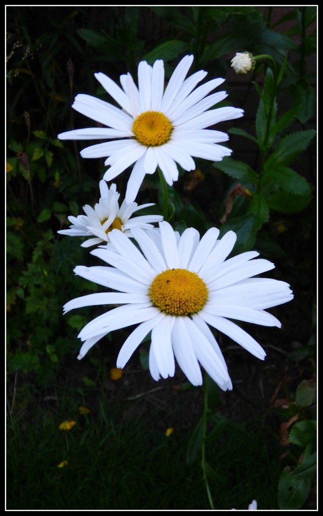Daisies -- late evening . by beryl