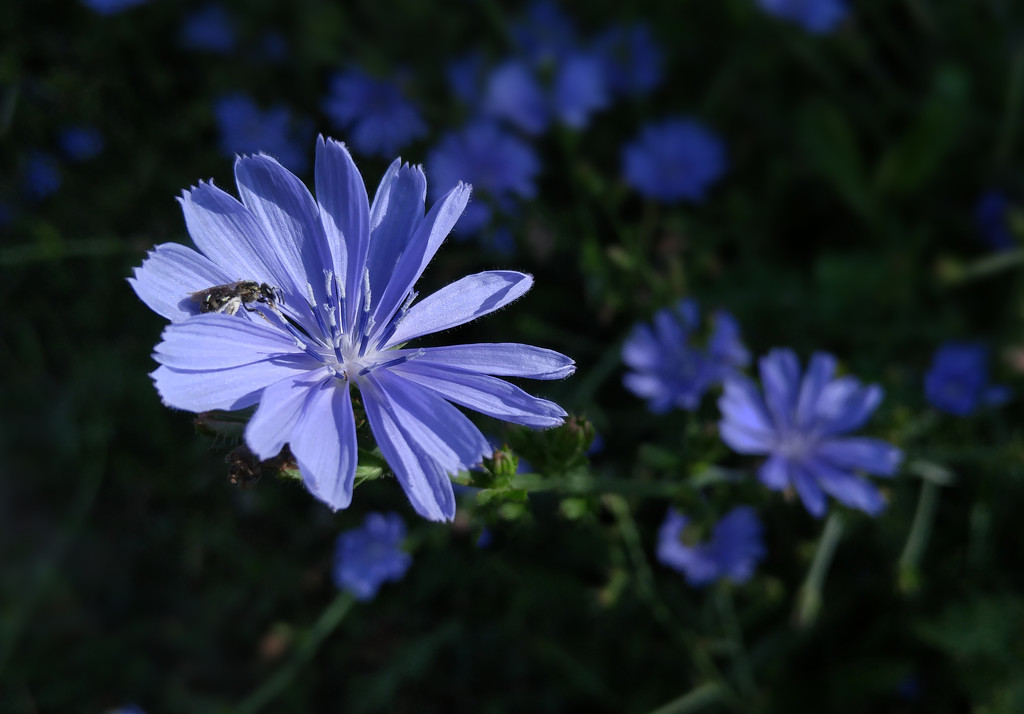 Chicory 2016 by houser934