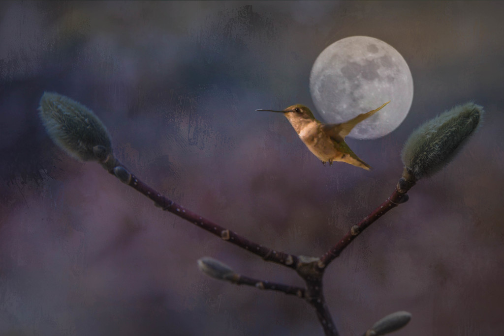 Hummingbird Dreams v2 by taffy
