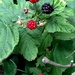 Wild Raspberries  by bjchipman