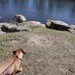 Maisie at the lake by sugarmuser