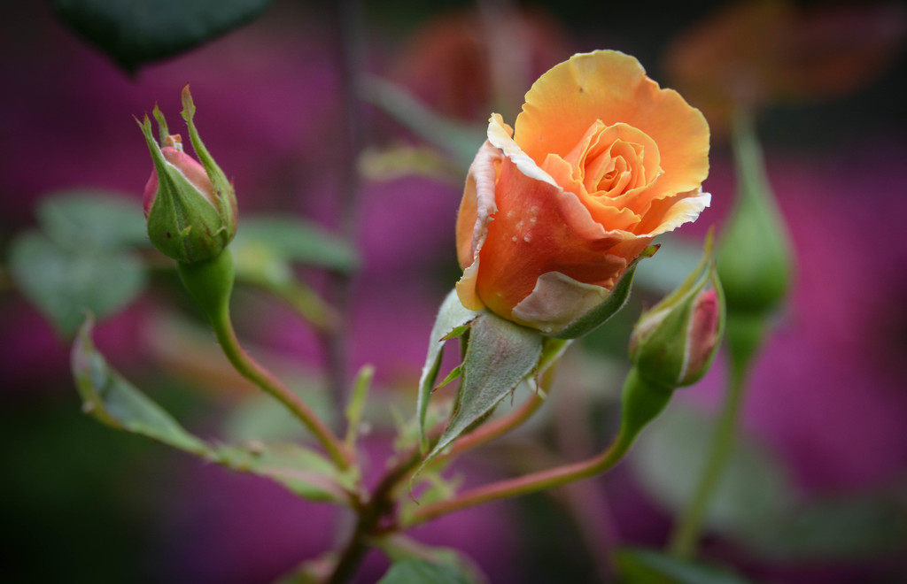 ~A Beautiful Rose~ by crowfan